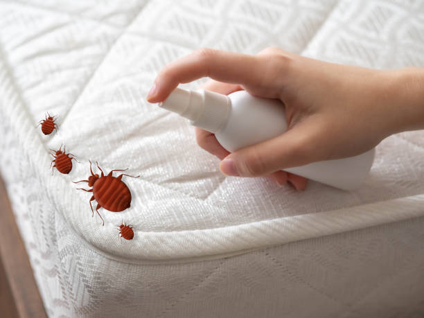 Best Spider Control Near Me  in Montpelier, VT